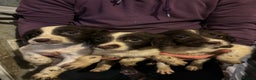 English Springer Spaniel dogs for sale: 5 Springer Spaniel Puppies For Sale - Advert 5