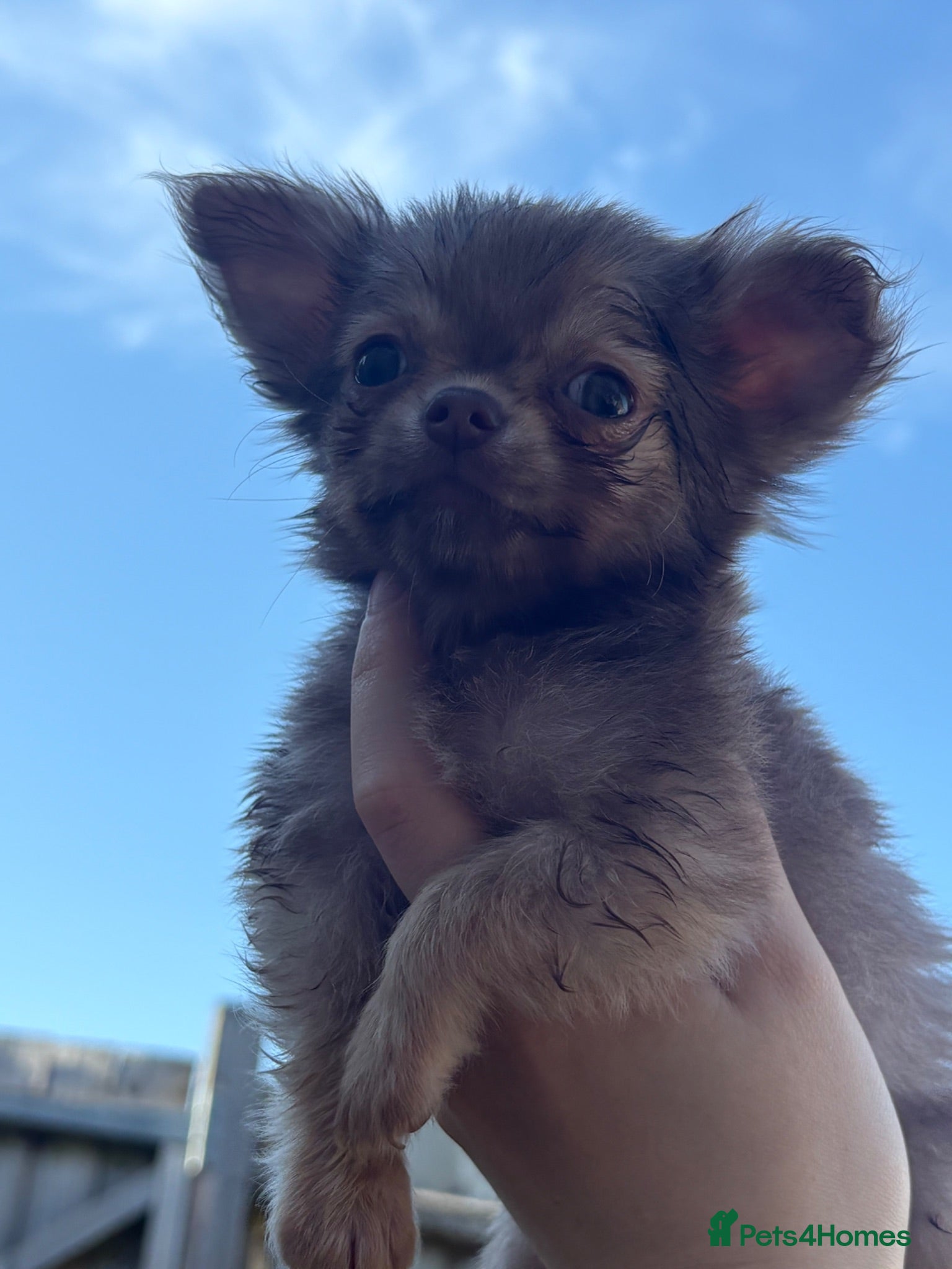 Chihuahua dogs On hold chocolate sable long coat chihuahua  - Advert 6