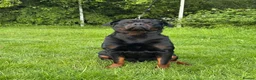 Rottweiler dogs for stud: KC Rottweiler Stud Available  - Advert 1