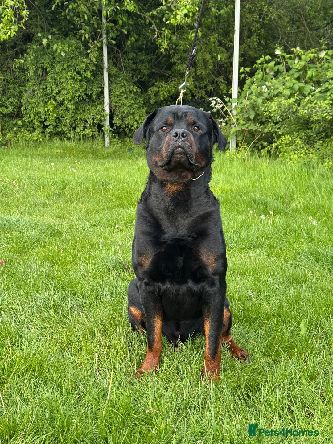 Rottweiler dogs for stud: KC Rottweiler Stud Available  - Advert 1