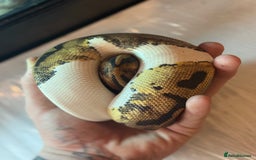 Python Snake reptiles for sale: CHECK DESCRIPTION !!! - Image 13