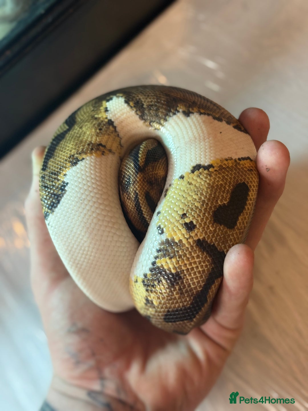 Python Snake reptiles for sale: CHECK DESCRIPTION !!! - Image 13