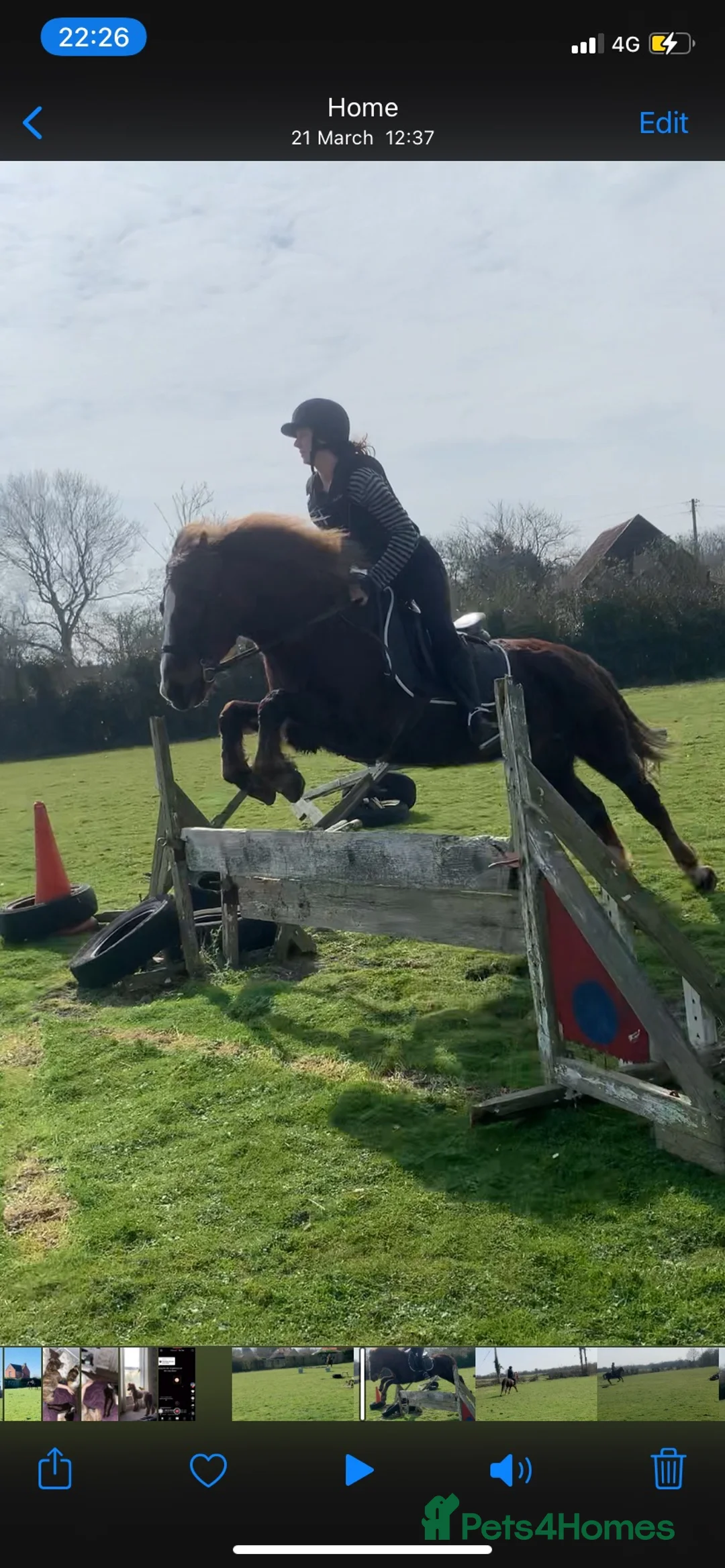 English Thoroughbred horses for sale: URGENT URGENT home needed 3 new forest Gelding - Advert 12