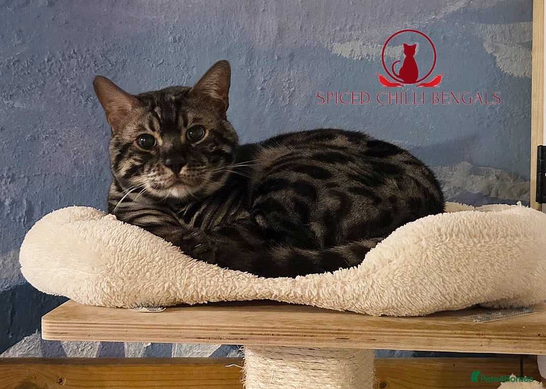 Bengal cats for sale: ✨️ CHAMPION BENGAL LOOKING FOR FOREVER HOME ✨️ - Advert 5
