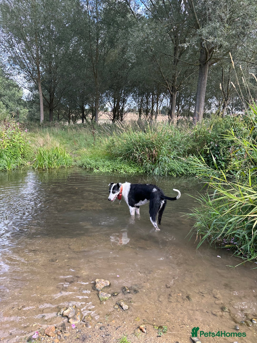 Lurcher dogs for sale: Lucky - Image 2