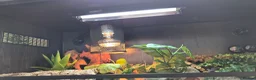 Leopard Gecko reptiles for sale: Leopard Gecko with full setup - Advert 4