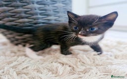 Ragdoll cats for sale: Sweet kitties looking good home 🏡  - Image 3