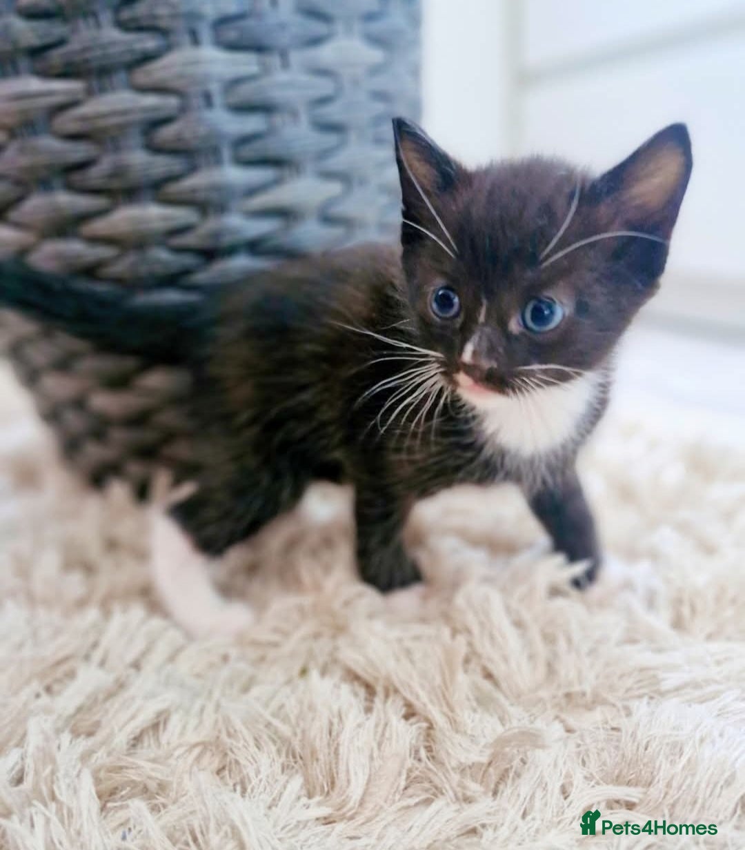 Ragdoll cats for sale: Sweet kitties looking good home 🏡  - Image 3