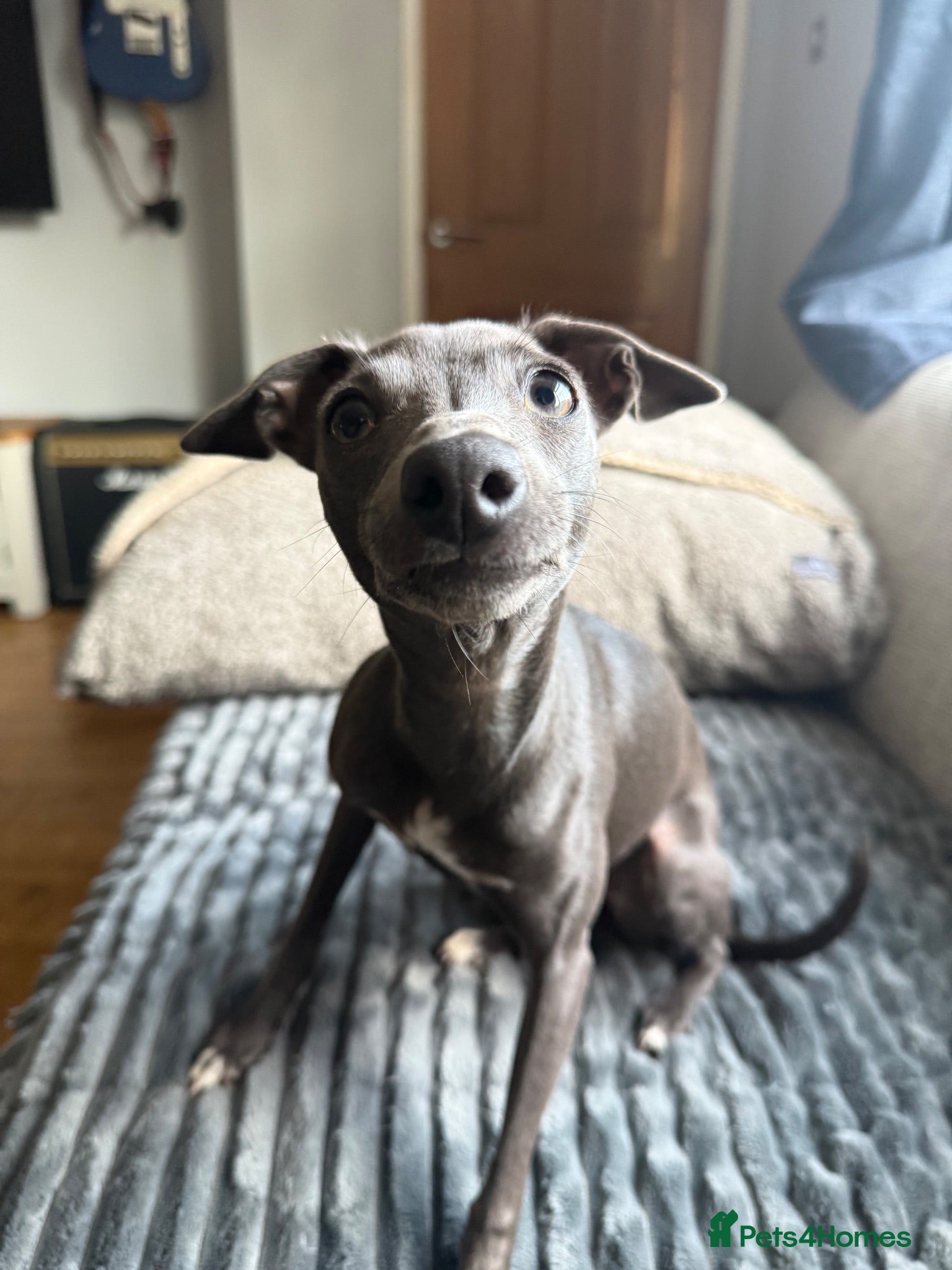Italian Greyhound dogs Beautiful, affectionate Italian Greyhound - Advert 3