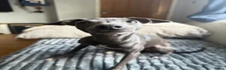 Italian Greyhound dogs for sale: Beautiful, affectionate Italian Greyhound in Wetherby - Advert 1