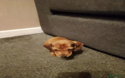 Miniature Dachshund dogs for sale: Miniature Dachshund  - Image 6