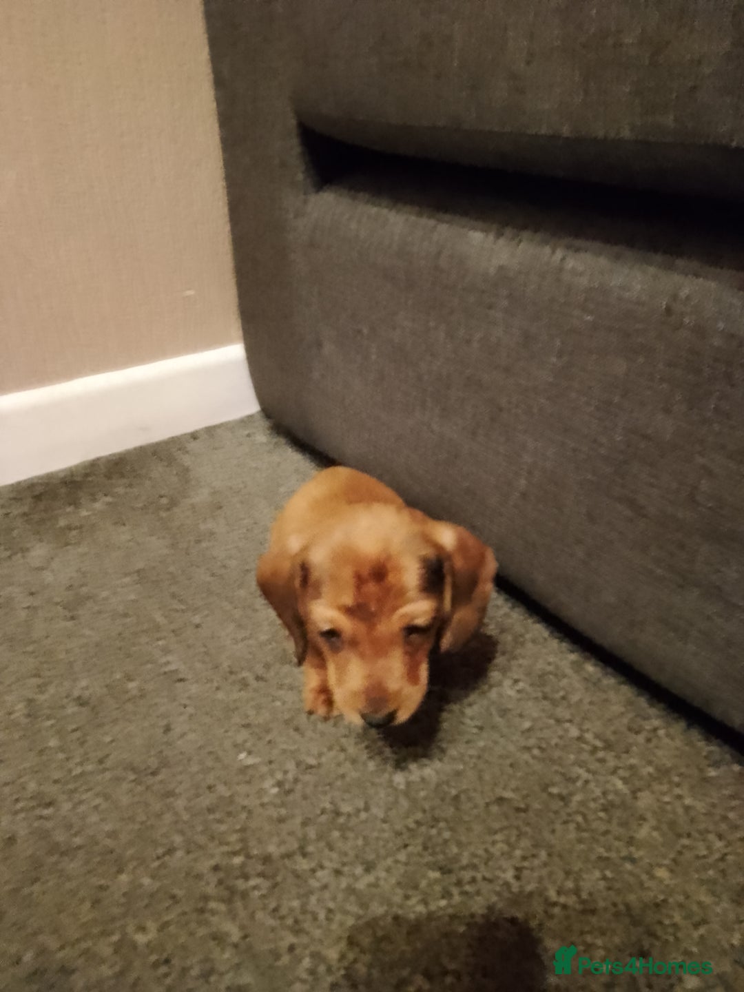 Miniature Dachshund dogs for sale: Miniature Dachshund  - Image 6