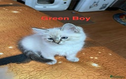 Ragdoll cats for sale: ❗️❤️5 Incredibly Beautiful Ragdoll Kittens❤️🐈  - Image 6