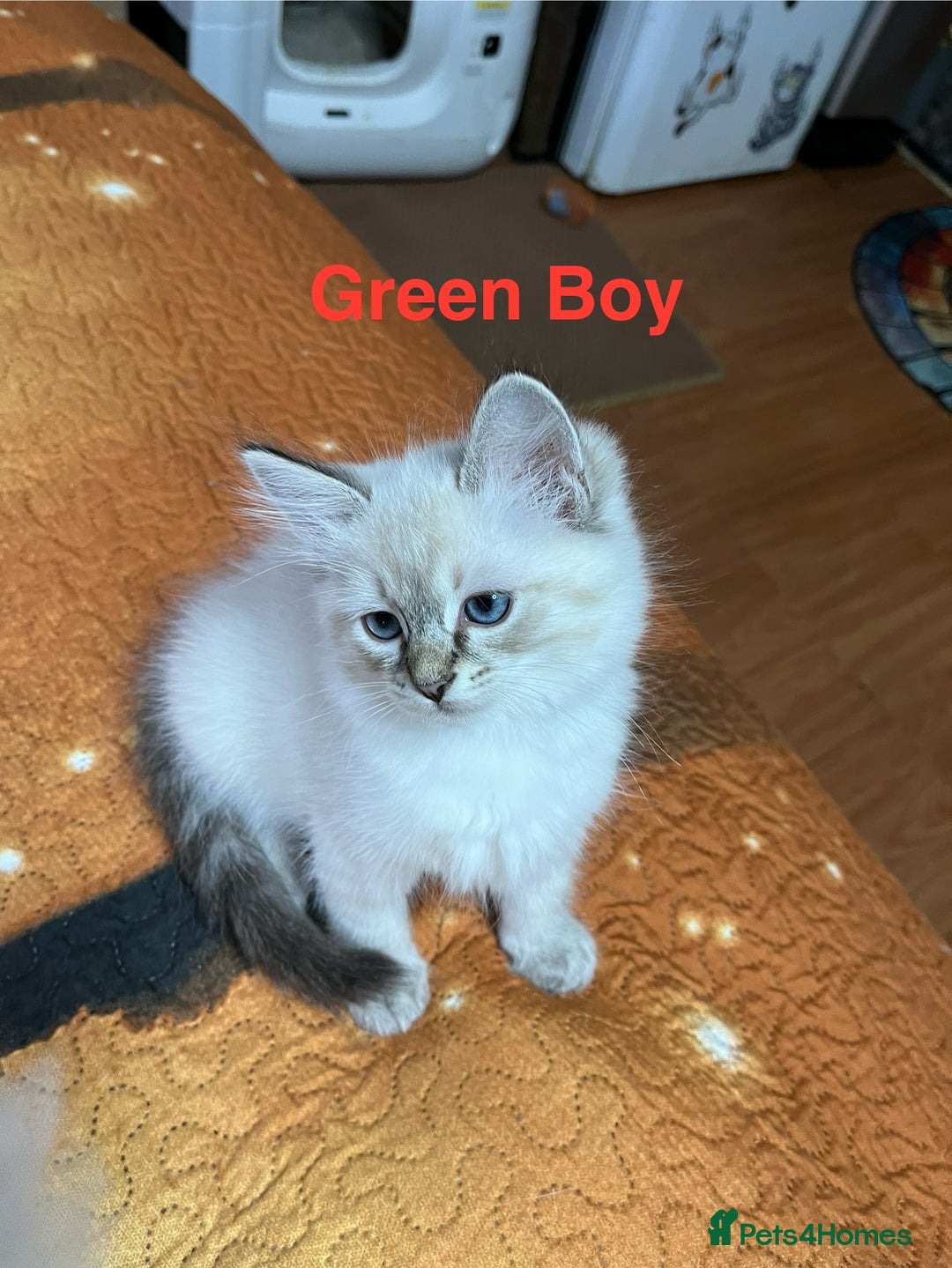 Ragdoll cats for sale: ❗️❤️5 Incredibly Beautiful Ragdoll Kittens❤️🐈  - Image 6