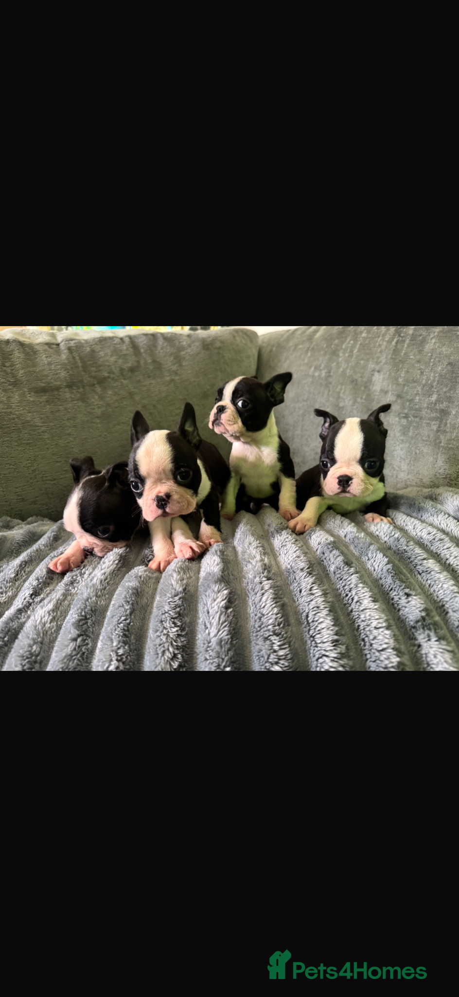 Boston Terrier dogs Kc reg chunky full collar Boston terriers  - Advert 2
