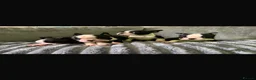 Boston Terrier dogs for sale: Kc reg Stunning full collar Boston terriers  - Advert 2