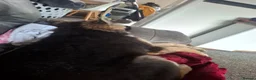 Mixed Breed dogs for sale: Large german shephard malamute mix in Fleetwood - Advert 2