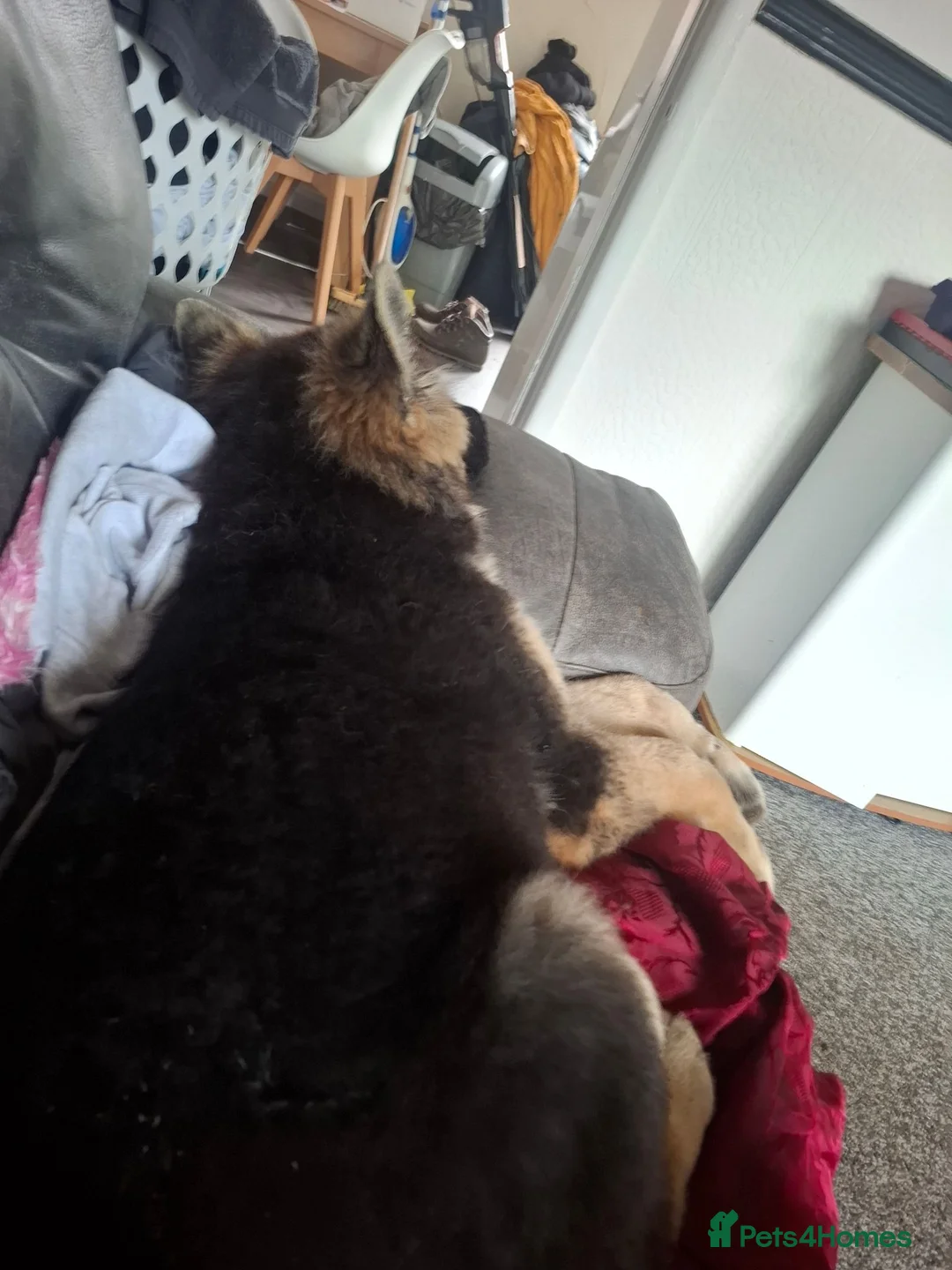 Mixed Breed dogs for sale: Large german shephard malamute mix in Fleetwood - Advert 2