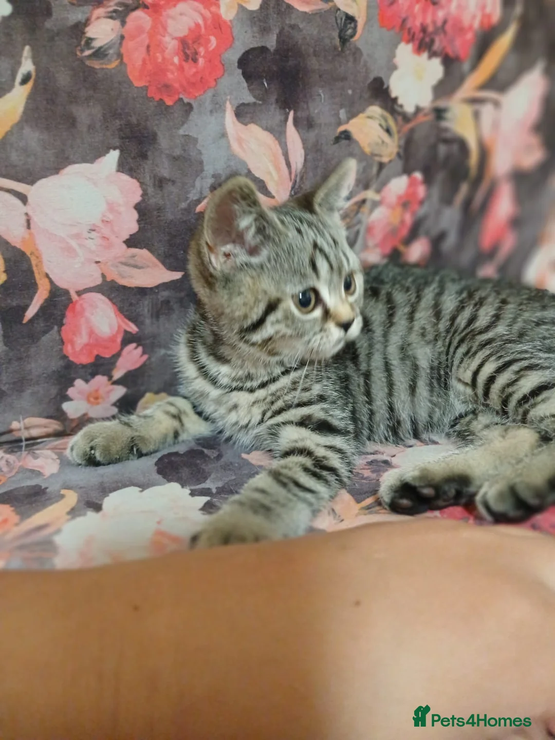 British Shorthair cats for sale: 1x BSH girl left  - Advert 10