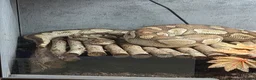 Python Snake reptiles for sale: Lesser Platium Ball Python - Advert 4