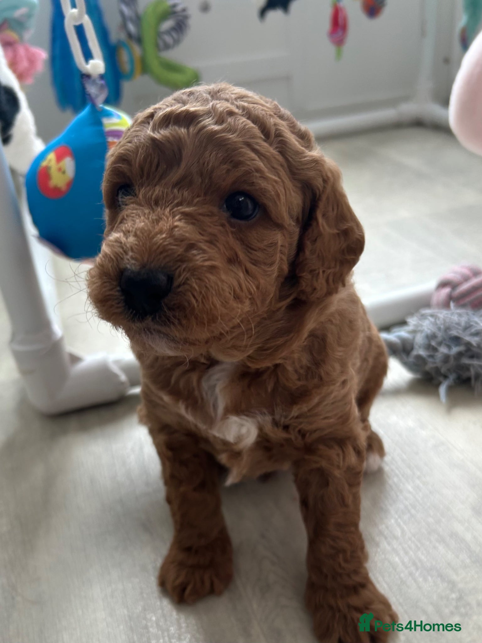 Labradoodle dogs 1 Boy Available F1b Stunning Mini Labradoodles F1b - Advert 3