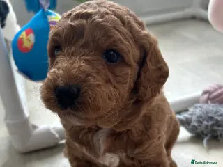 Labradoodle dogs 1 Boy Available F1b Stunning Mini Labradoodles F1b - Advert 3