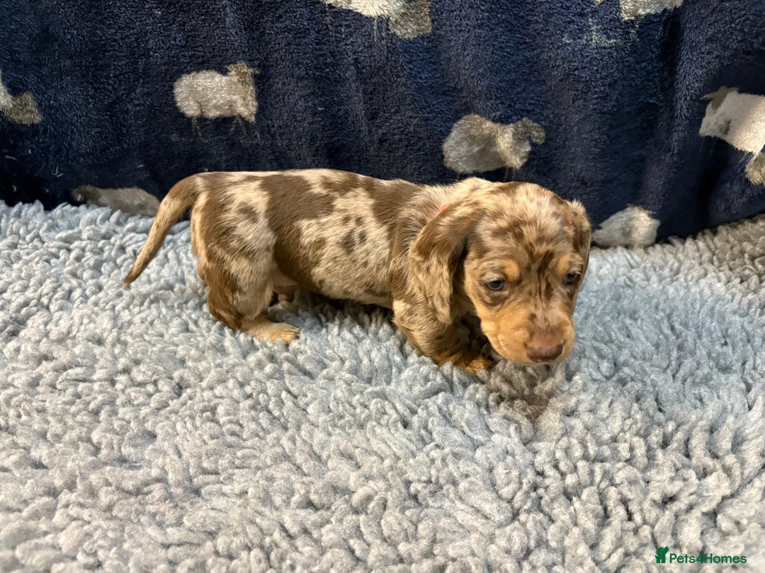 Miniature Dachshund dogs for sale: KC Miniature Dachshund Puppies Last Boy 🐶 - Advert 11