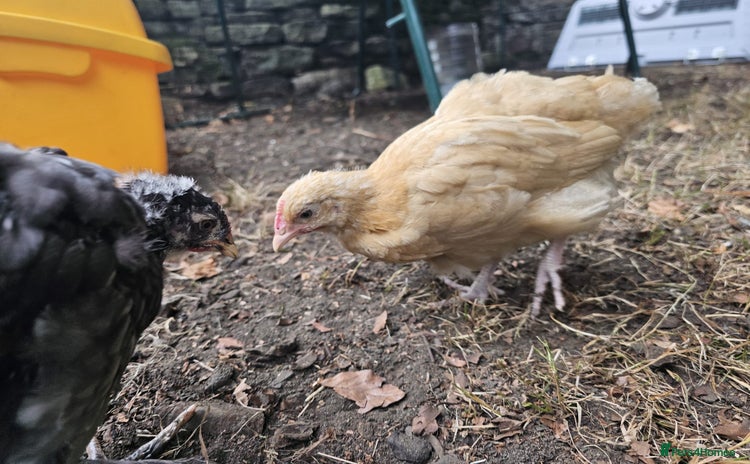 Chickens poultry - Advert 4