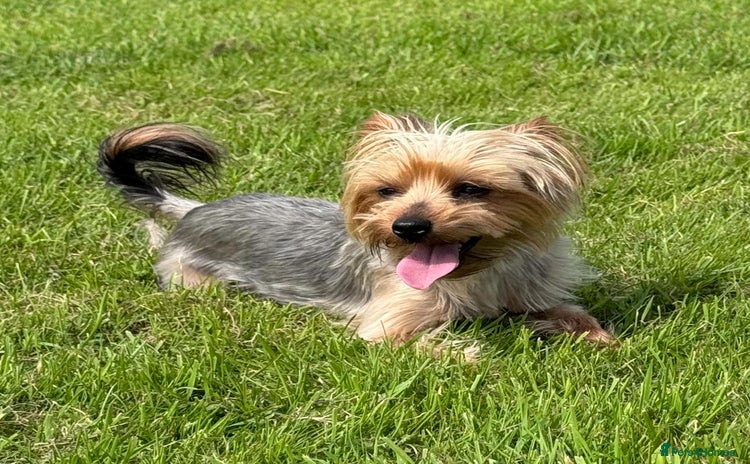 Yorkshire Terrier dogs - Advert 15