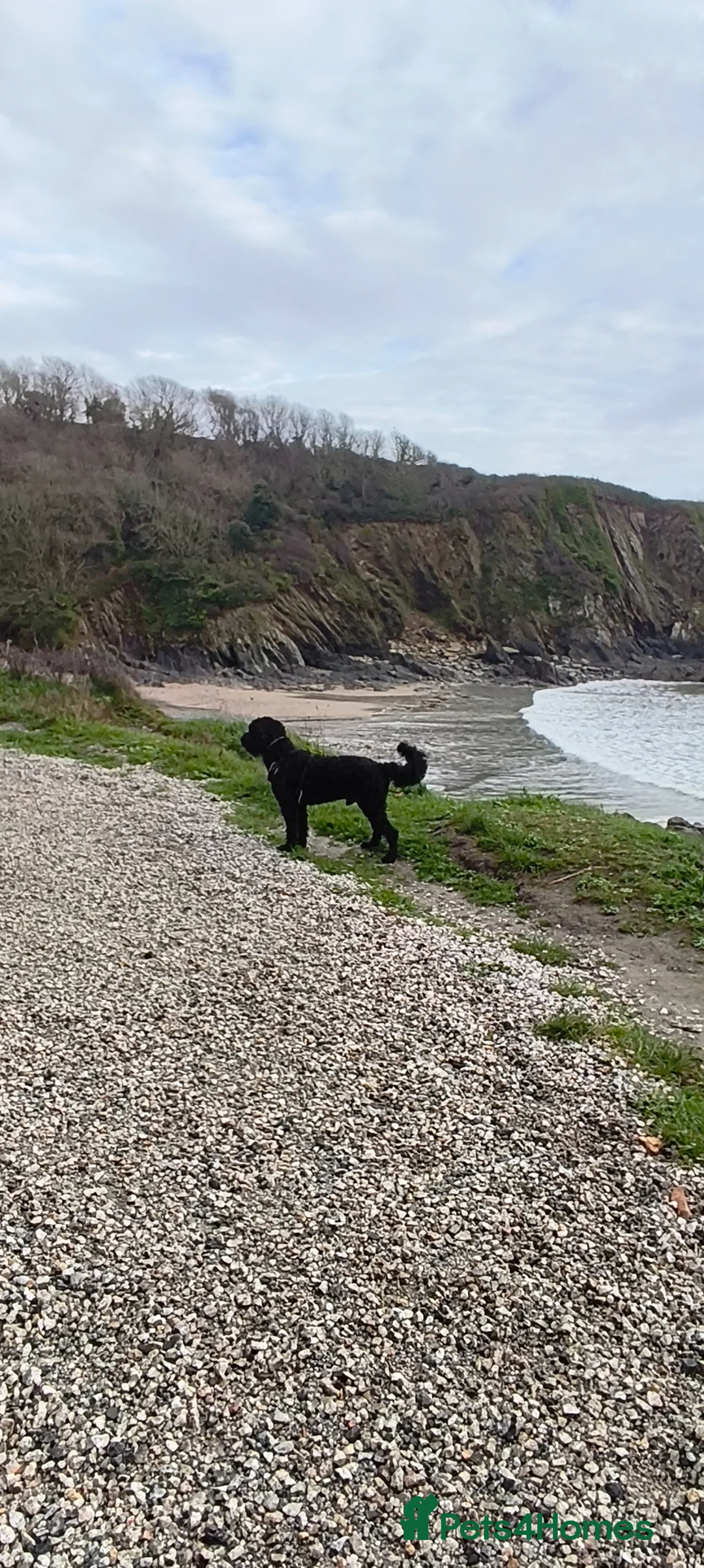 Labradoodle dogs for sale: Labradoodle in Bodmin - Advert 7