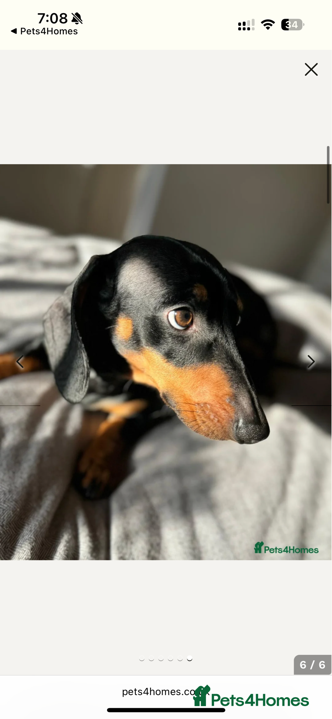 Dachshund dogs for sale: Adorable Dacshund Needs New Home - Image 2