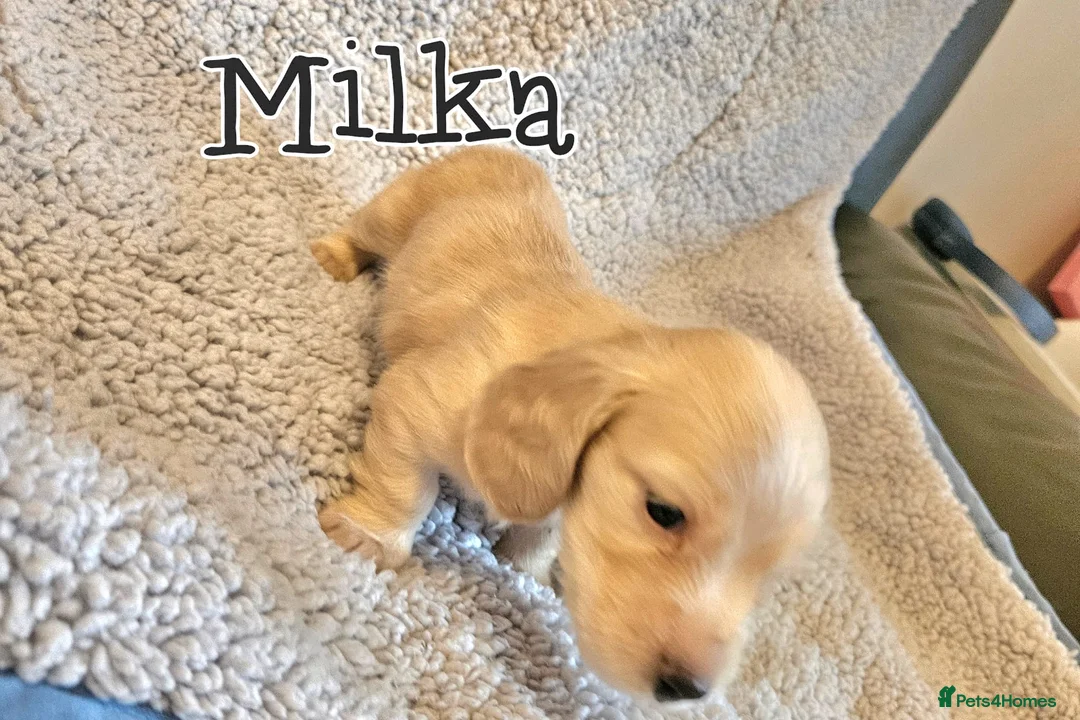 Miniature Dachshund dogs for sale: Cream dachshund  - Advert 8