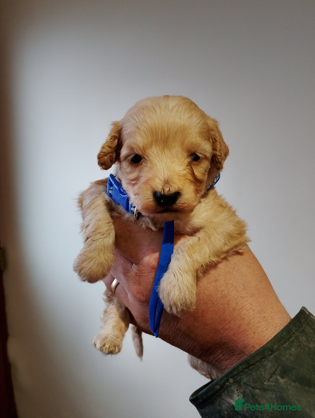 Cockapoo dogs for sale: Cockapoo puppies  - Advert 5