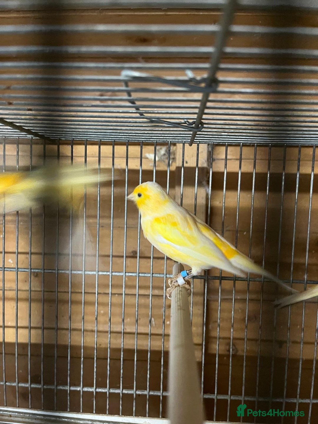 Canaries birds for sale: Coloured Canaries - This Year’s, Top Condition - Image 7