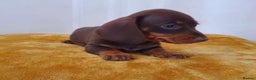 Miniature Dachshund dogs for sale: Stunning full pedigree Miniature Dachshunds  - Advert 33
