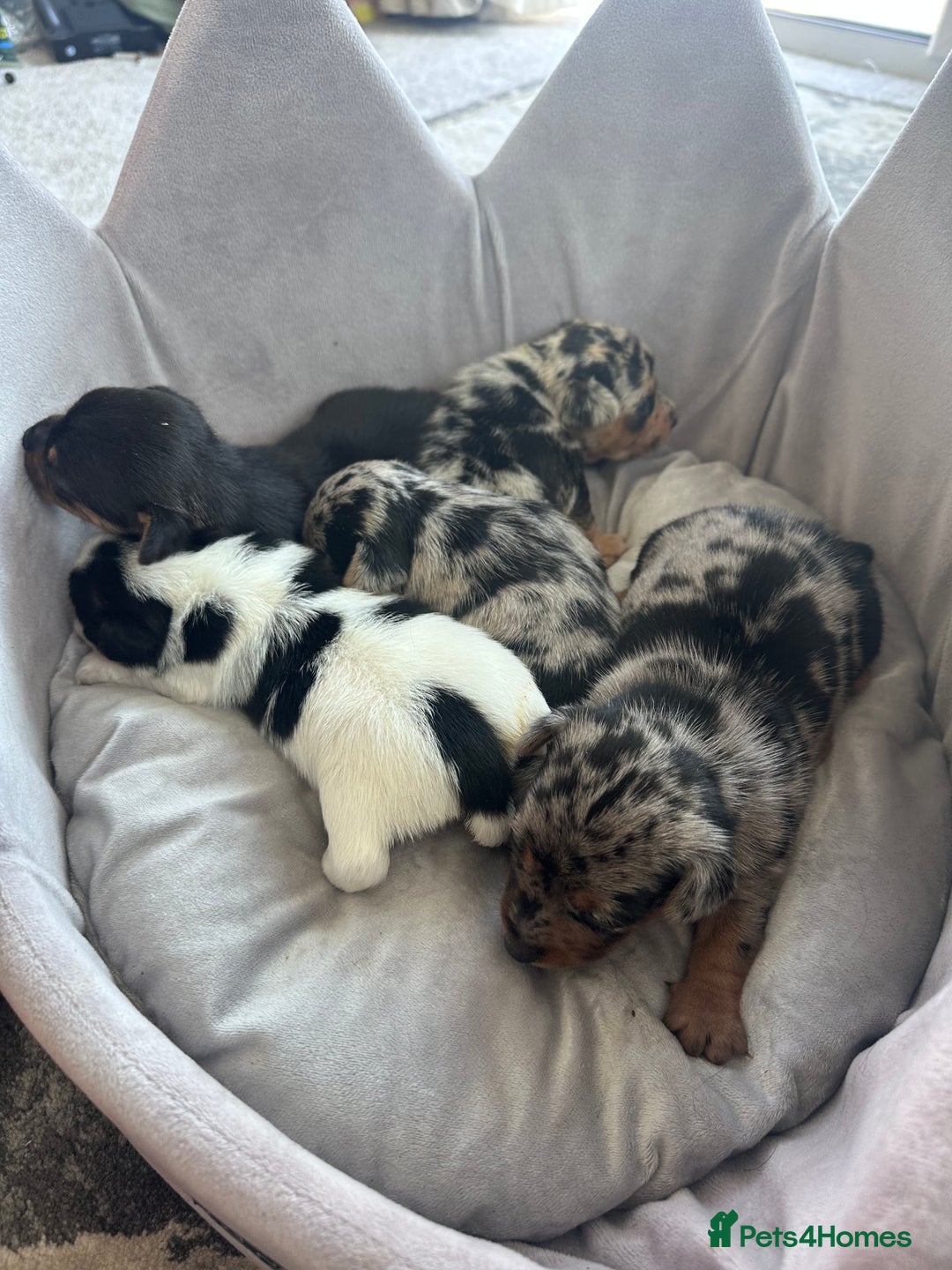 Jack Russell dogs for sale: True miniature Jack Russell’s  - Image 10