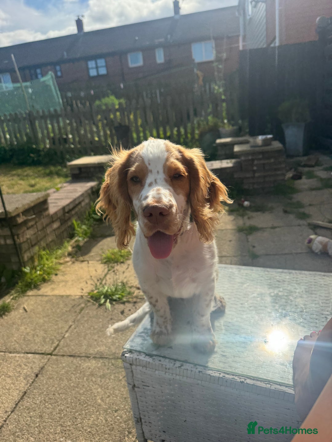 Sprocker dogs for sale: 7 month old sprocker spaniel  - Image 1