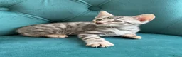 Bengal cats for sale: 5 Little Bengals 🐈‍⬛🐈‍⬛🐈‍⬛🐈‍⬛🐈‍⬛ - Advert 4