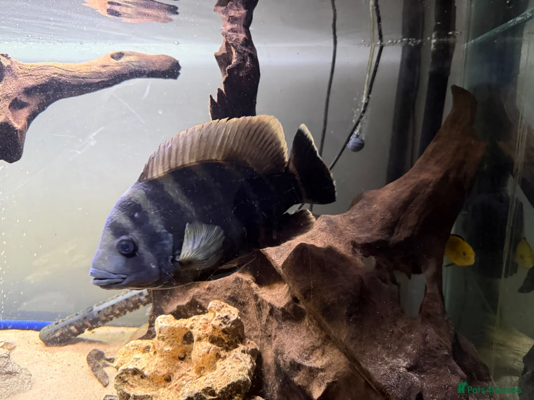 Other/Mixed Breed fish for sale: Tilapia in Nottingham - Advert 2