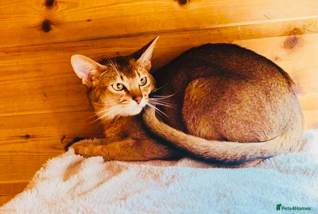 Abyssinian cats for sale: 💕💕💕Loving Abyssinian Boy Looking for New Home - Advert 2