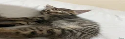 Mixed Breed cats for sale: 2 stunning kittens for sale - Advert 4
