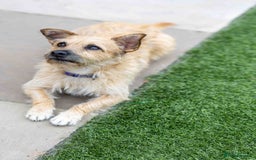 Mixed Breed dogs for adoption: Livvy - Image 1