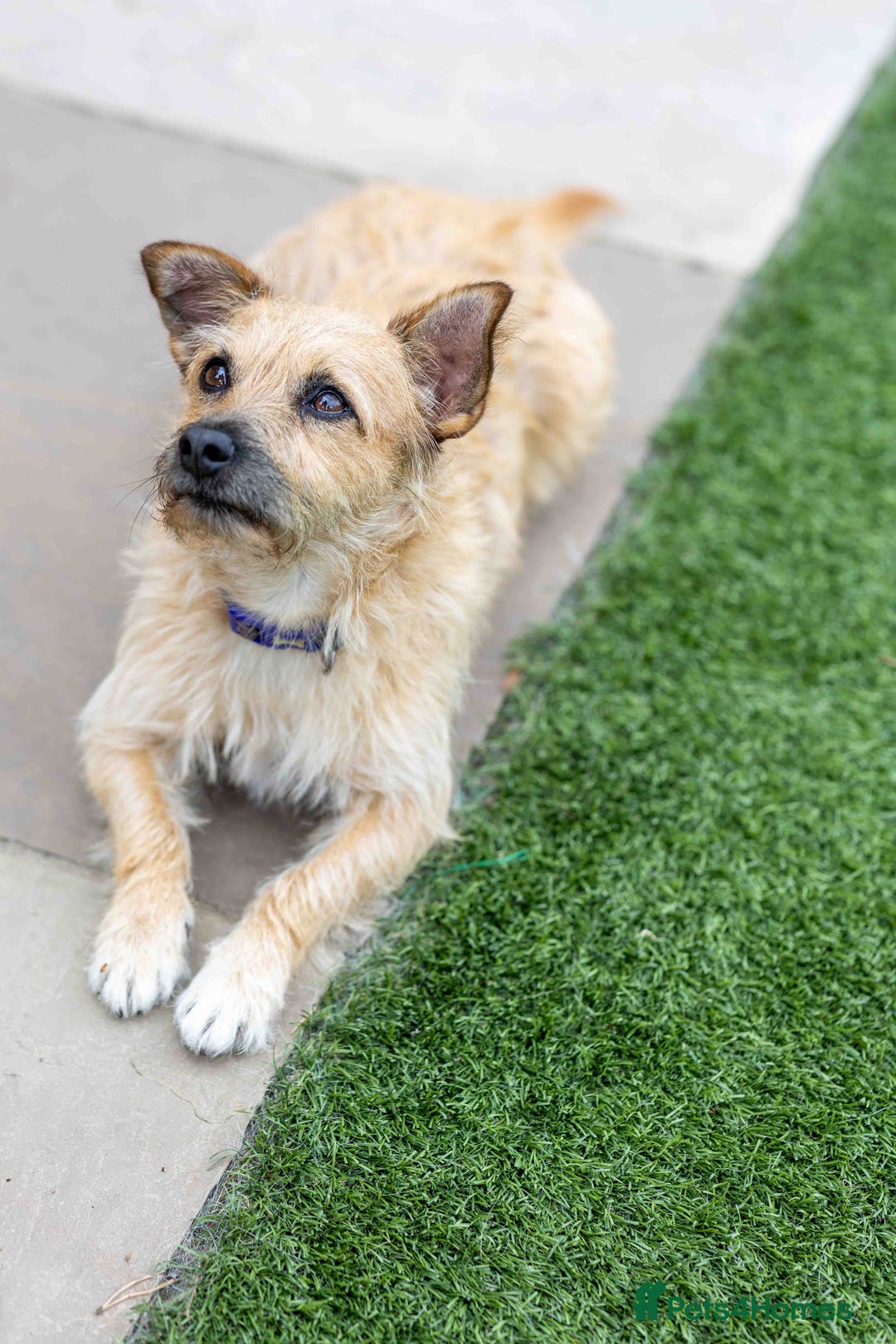 Mixed Breed dogs for adoption: Livvy - Image 1
