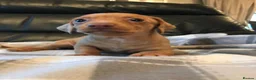 Miniature Dachshund dogs for sale: True miniature dachshunds - Advert 13
