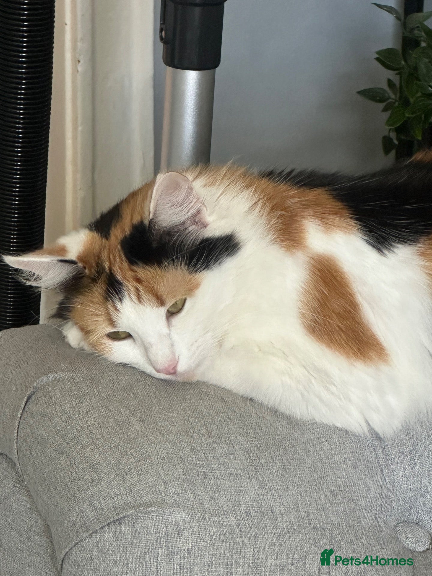 Mixed Breed cats Fluffy mixed breed kittens - Advert 3