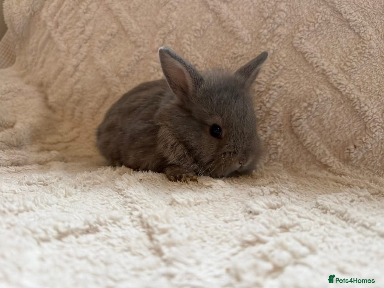 Lionhead rabbits Lionhead bunnies  - Advert 15