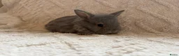 Lionhead rabbits for sale: Lionhead bunnies  - Advert 7