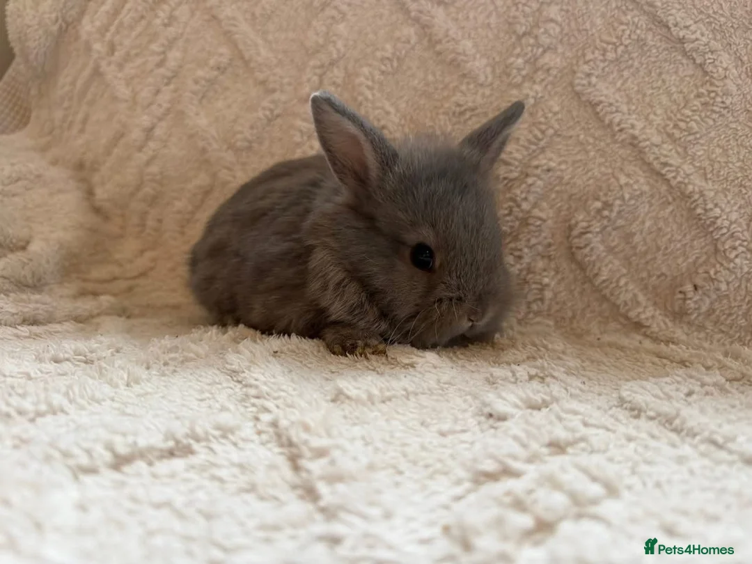 Lionhead rabbits for sale: Lionhead bunnies  - Advert 1
