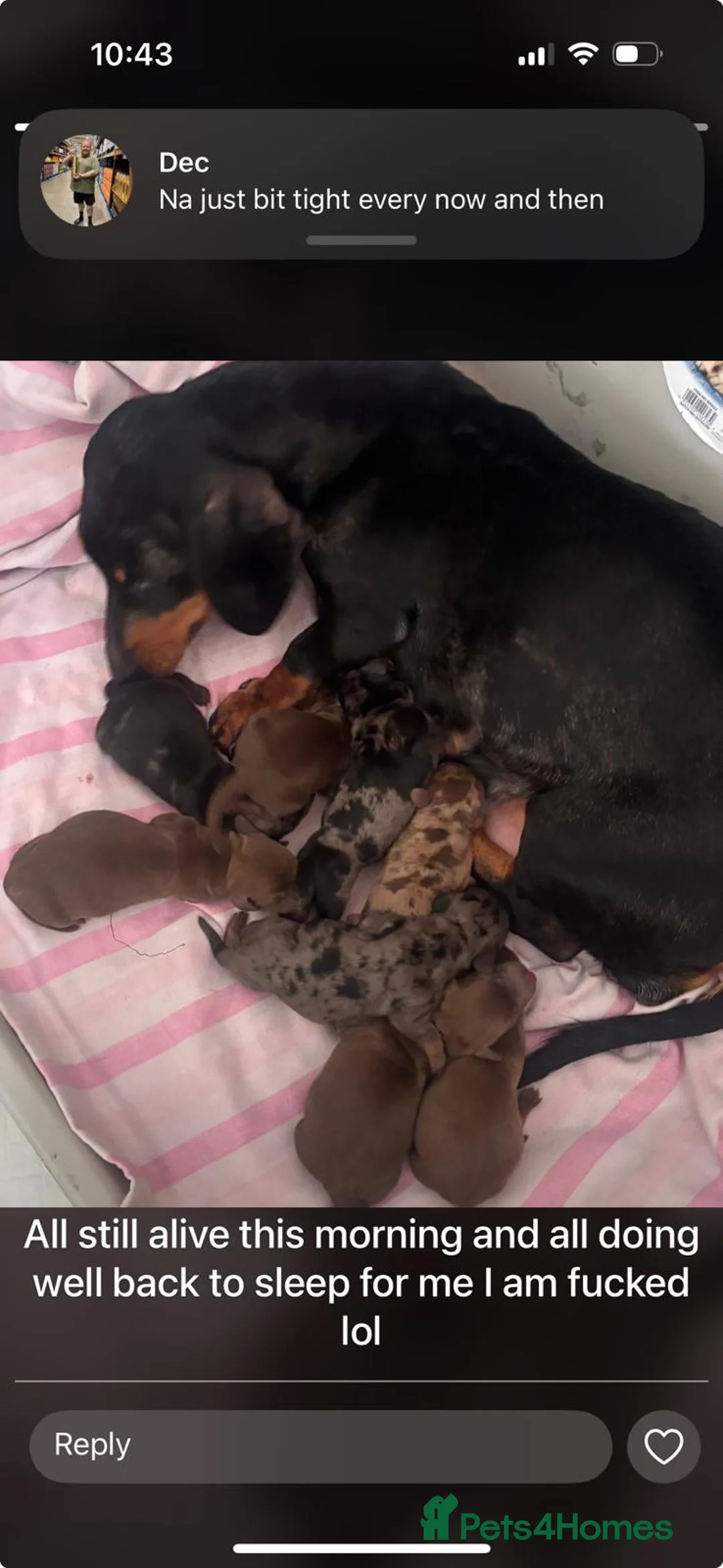 Dachshund dogs for stud: KC Dachshund (Miniature) Stud DNA HEALTH ✅ - Advert 2