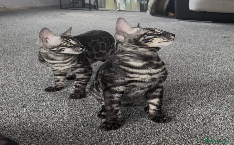 Bengal cats - Advert 4